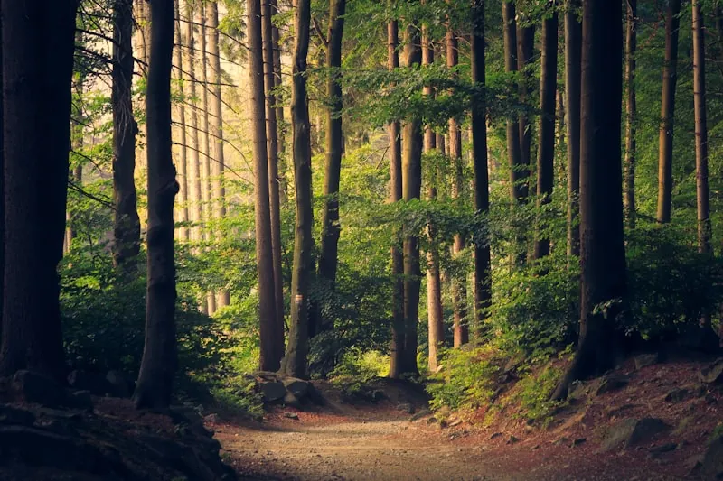 Peaceful forest path with sunlight filtering through the trees